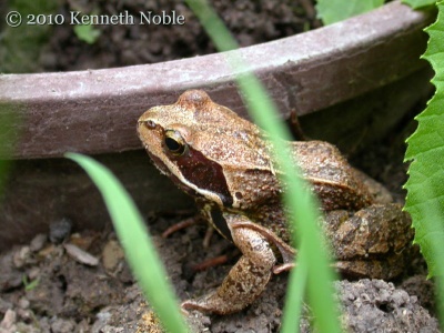 Common frog (Rara temporaria) Kenneth Noble